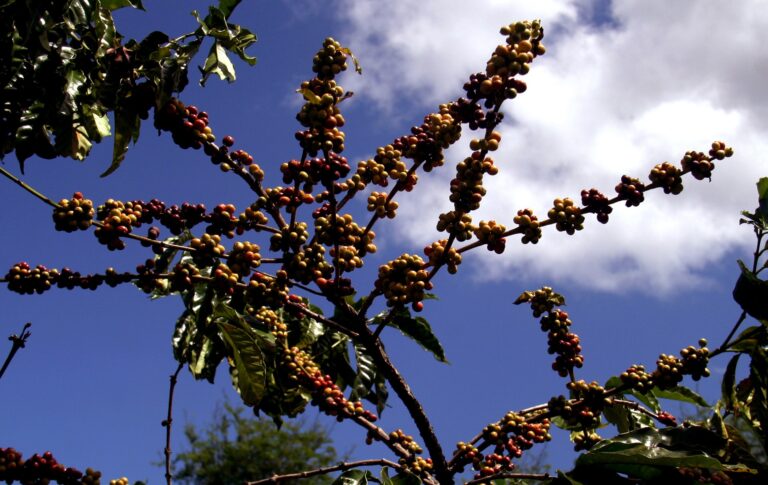 Safra de café do Brasil em 2025 pode ser maior do que o esperado