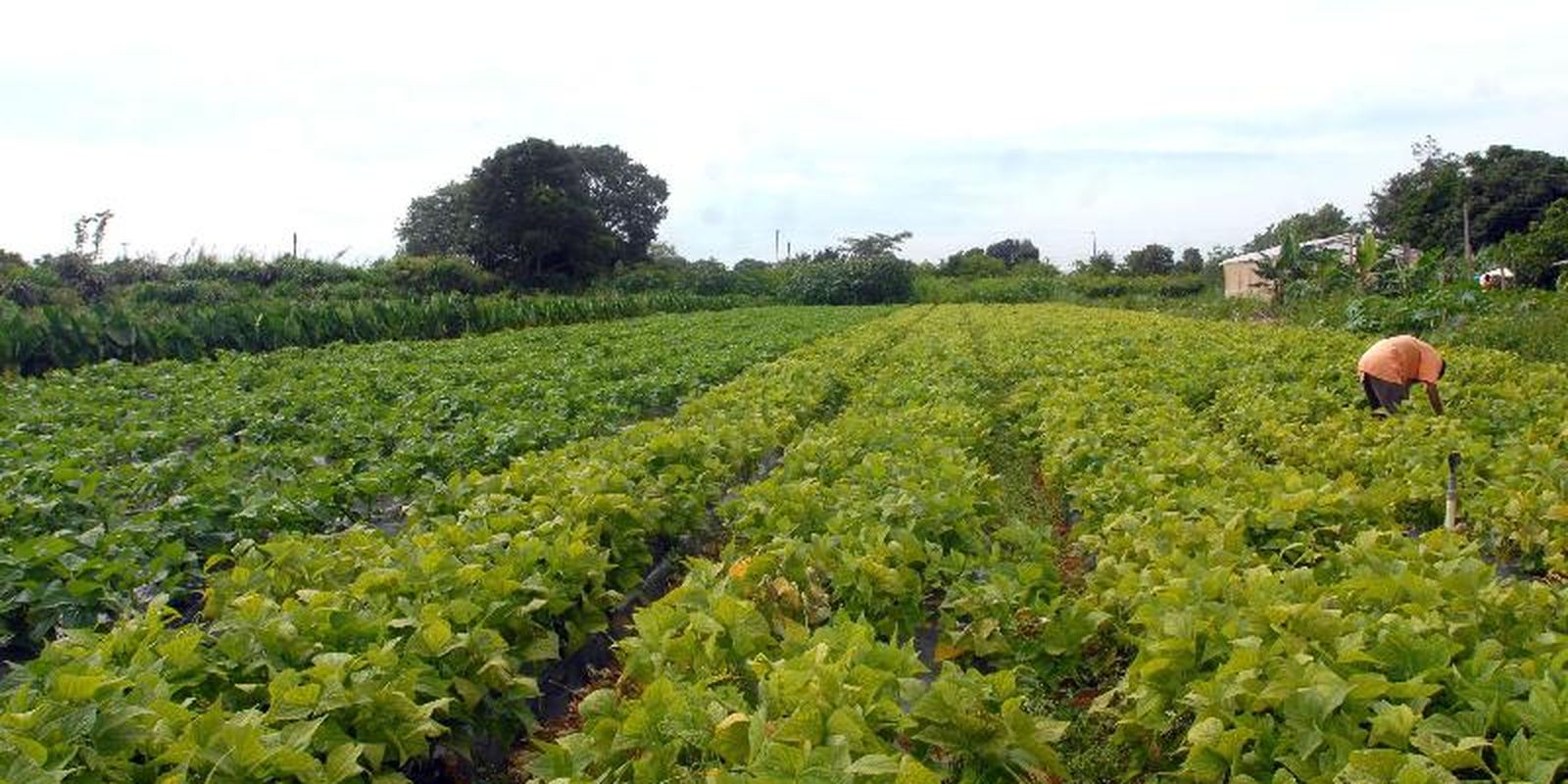 Governo prorroga pagamento de crédito rural no Nordeste