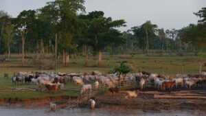 Rebanho Pará Amazônia gado Pecuária