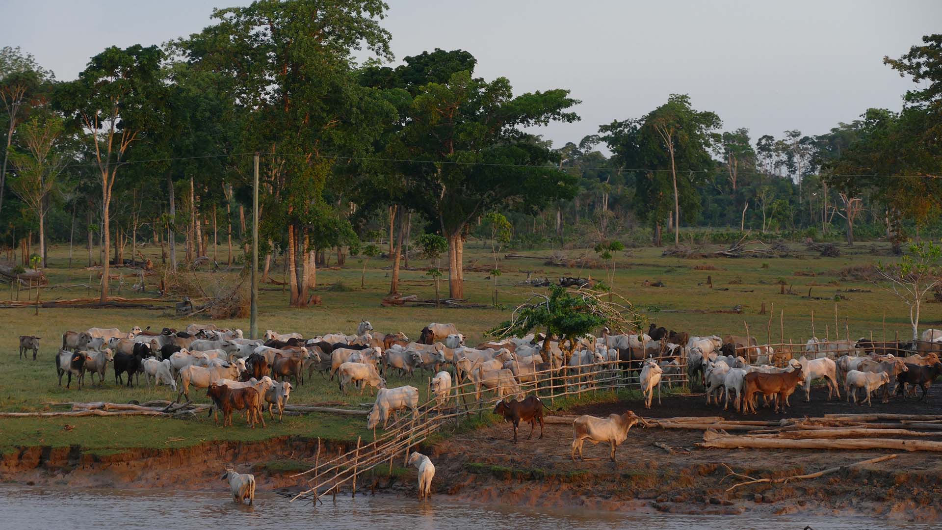 Rebanho Pará Amazônia gado Pecuária