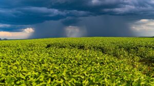 Lavoura de soja deve receber chuva