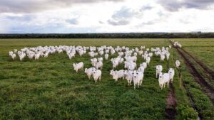 Gado em Mato Grosso. Agricultura regenerativa