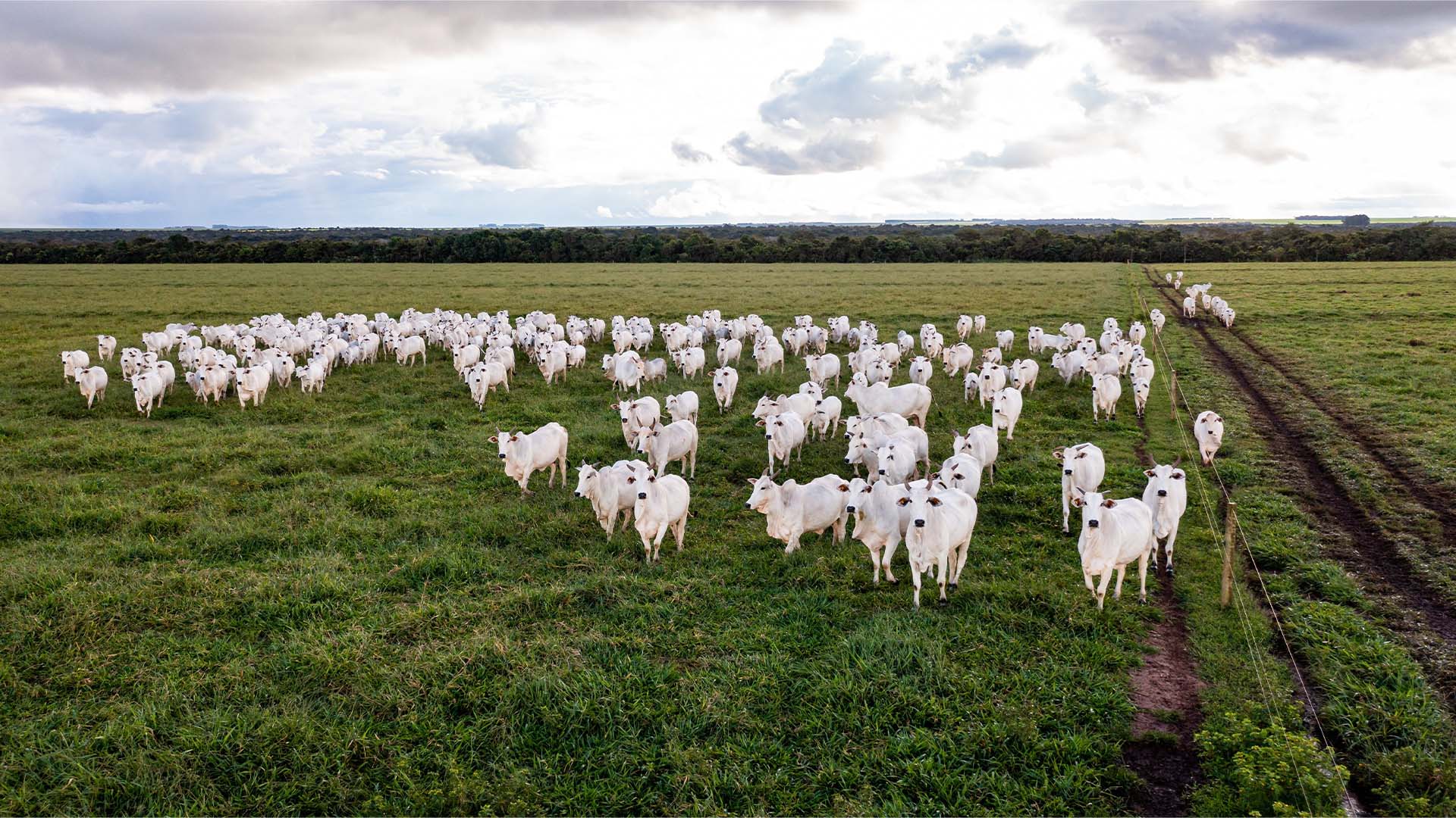 Gado em Mato Grosso. Agricultura regenerativa
