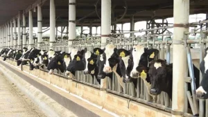 Fazenda Colorado está entre os maiores produtores d eleite do Brasil