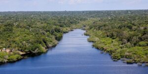 Piranhas ajudam no monitoramento ambiental dos rios amazônicos