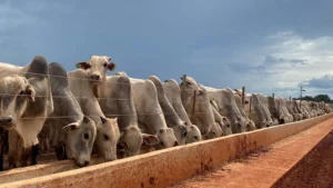 Confinamento de gado Marfrig