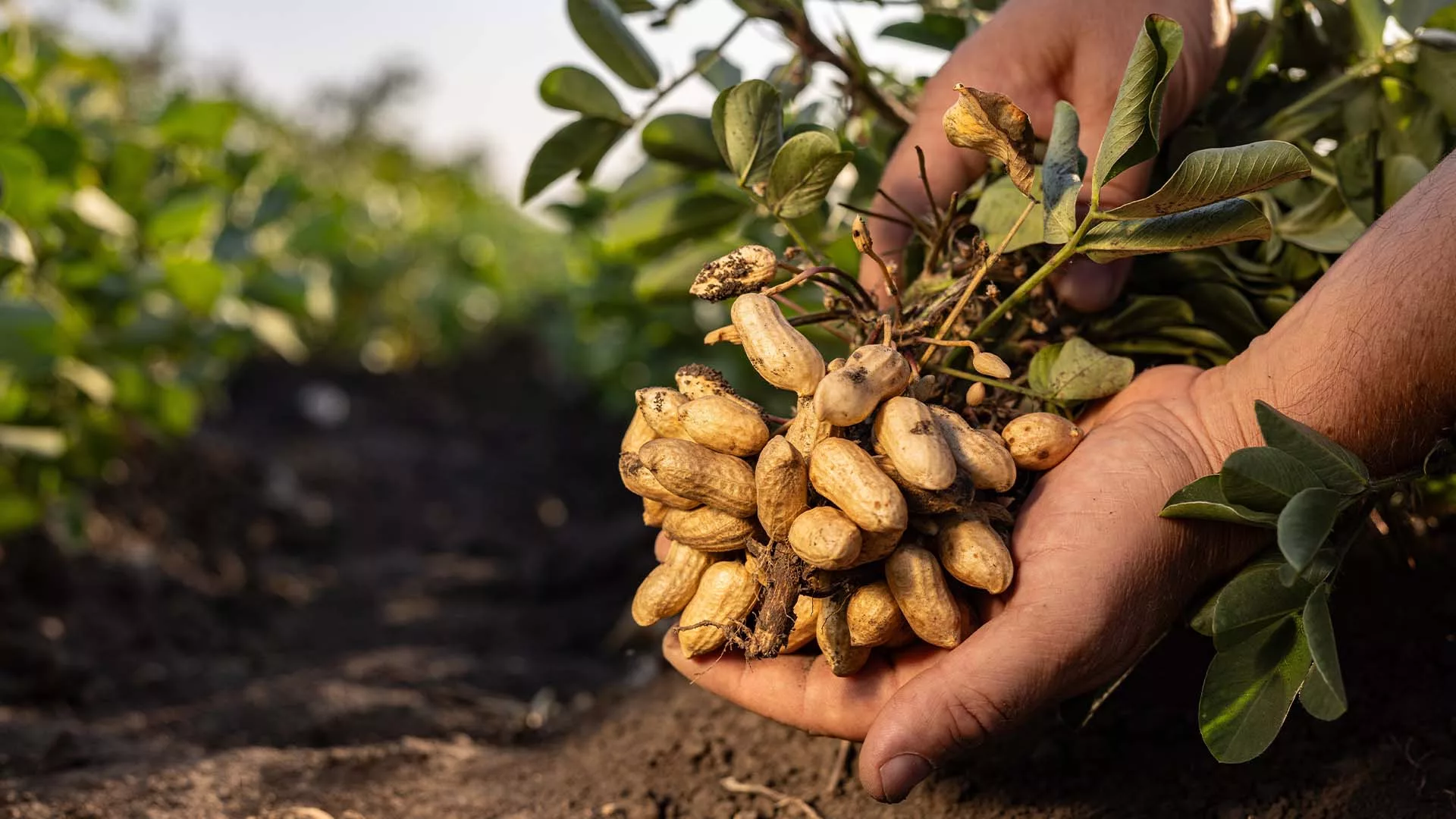 Plantação de amendoim Crédito: Shutterstock