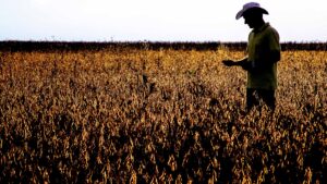 Mato Grosso concentra 30% da recuperação judicial de produtores