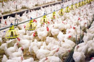 Paraná pode superar Argentina no frango