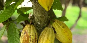 Preço do cacau sobe e anima produtores no Brasil