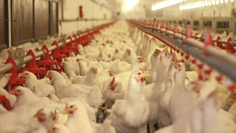 O périplo do Brasil na reabertura de mercados após a gripe aviária