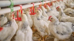 Brasil tem nova suspeita de gripe aviária em granja comercial