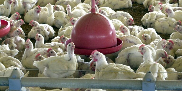 México flexibiliza restrição à carne de frango brasileira