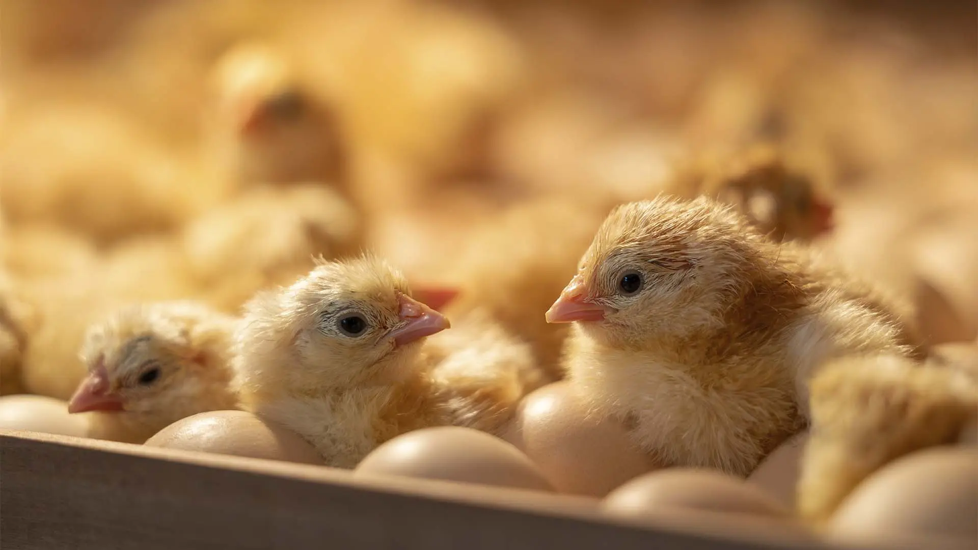 Gargalo global na genética desafia indústria do frango