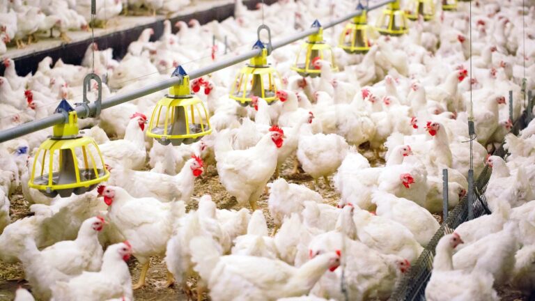 17 países retiram restrições à carne de frango do Brasil