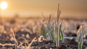 Lavoura de trigo germinando com sinais de geadas