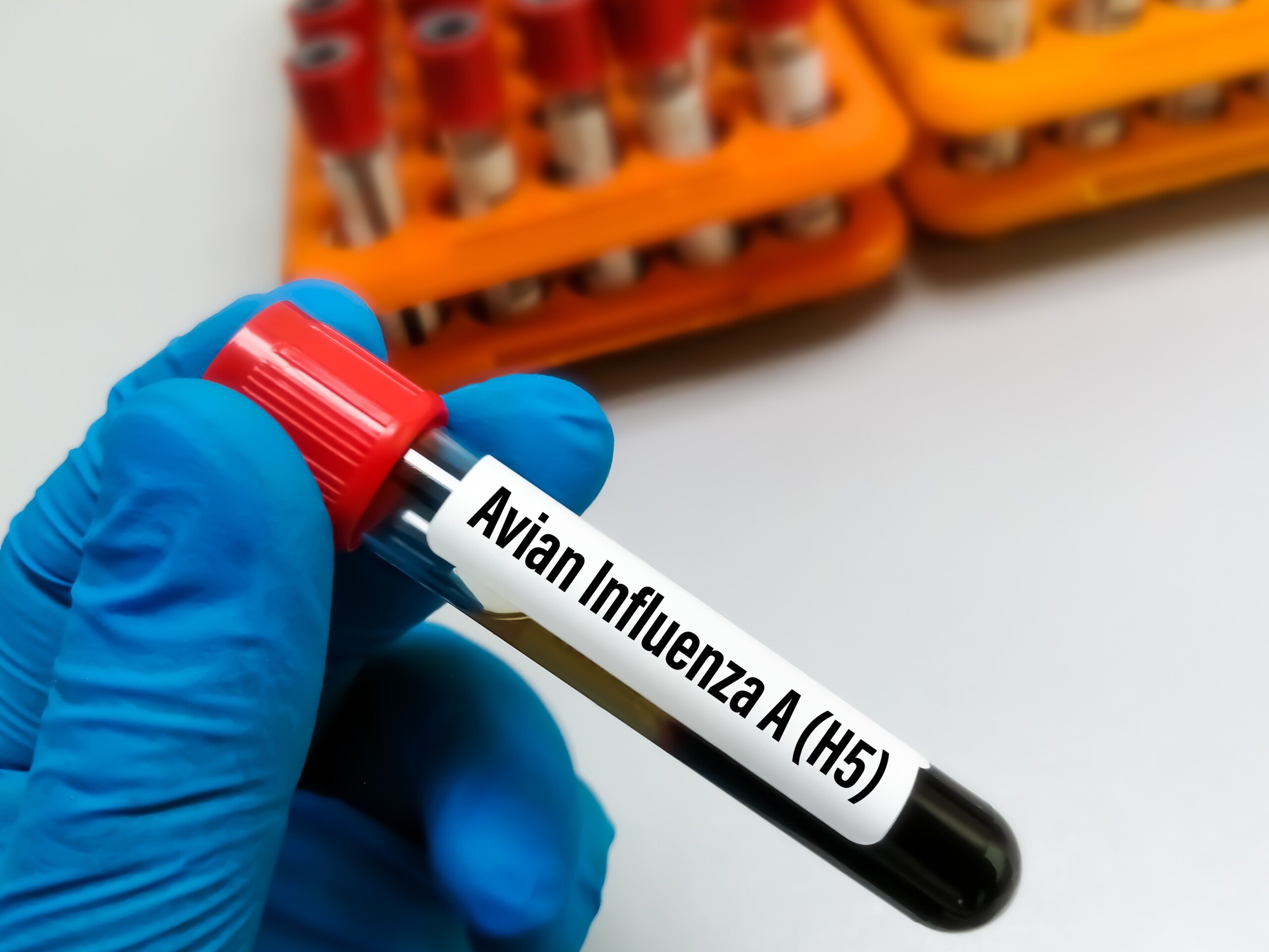 Para BRF, ação rápida deve controlar repercussão da gripe aviária