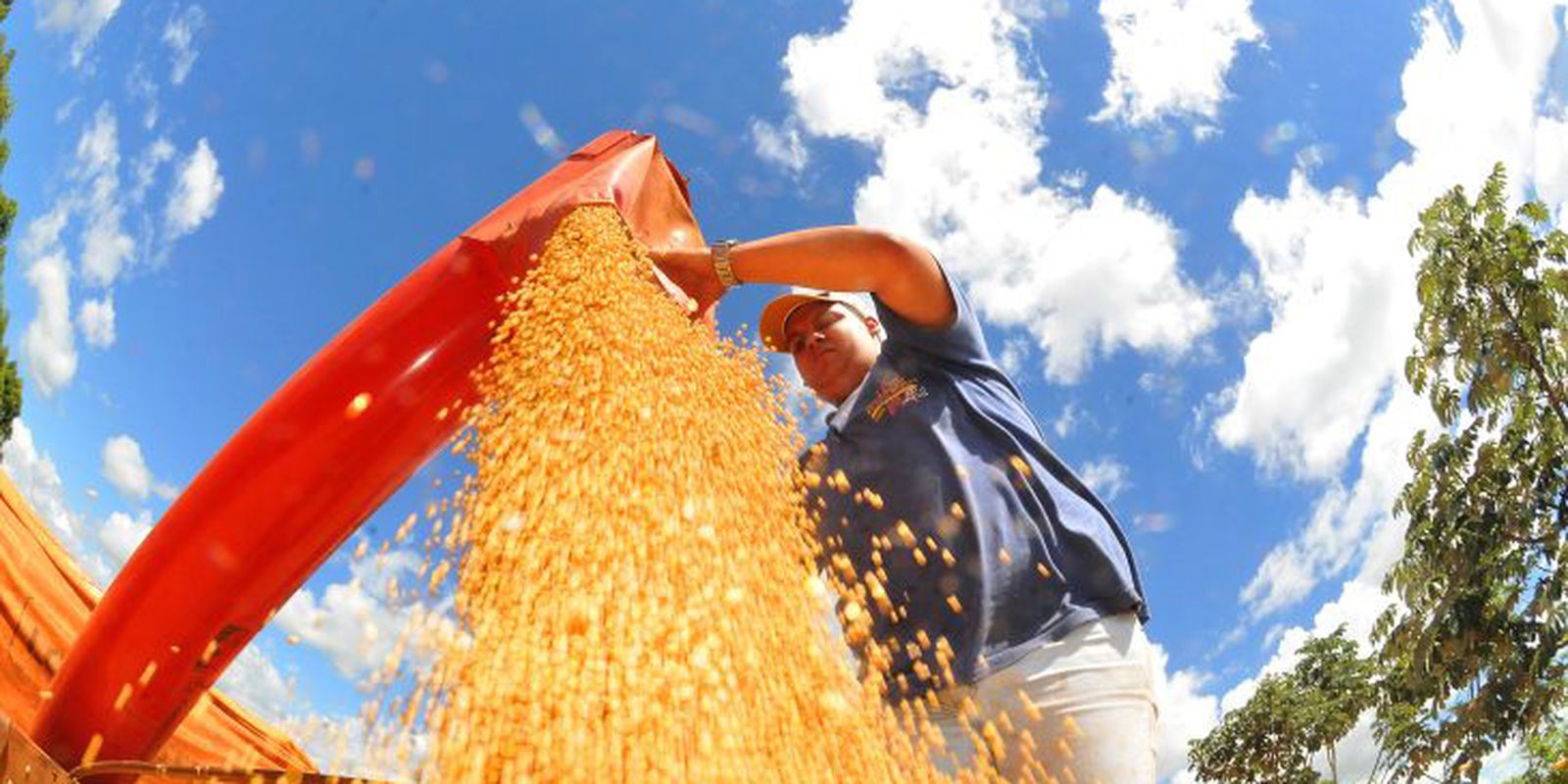 Produção de grãos no Brasil deve bater novo recorde na safra 2024/2025