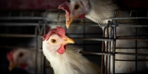 Rio Grande do Sul registra foco de gripe aviária em granjas comerciais
