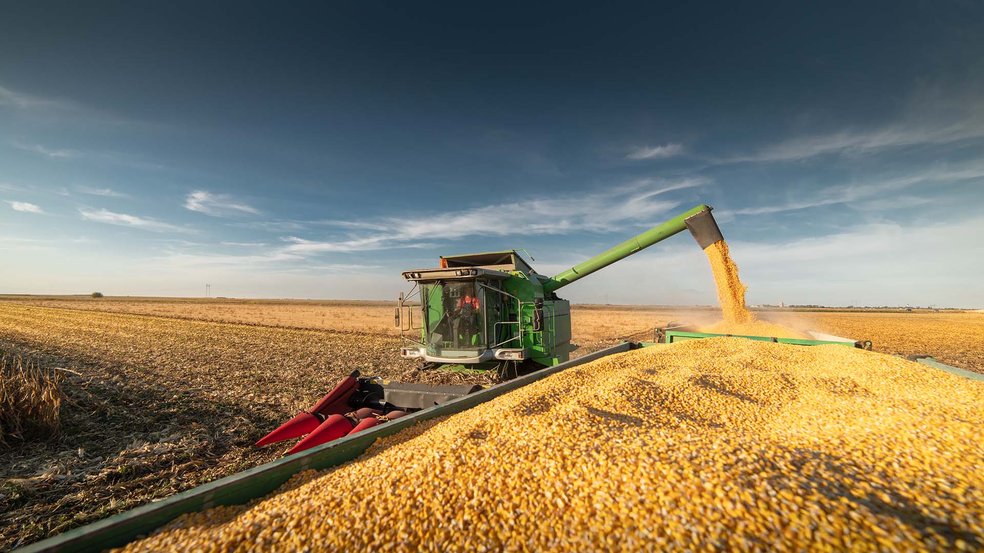 Colheita de milho no Brasil. Agroconsult vê safrinha recorde