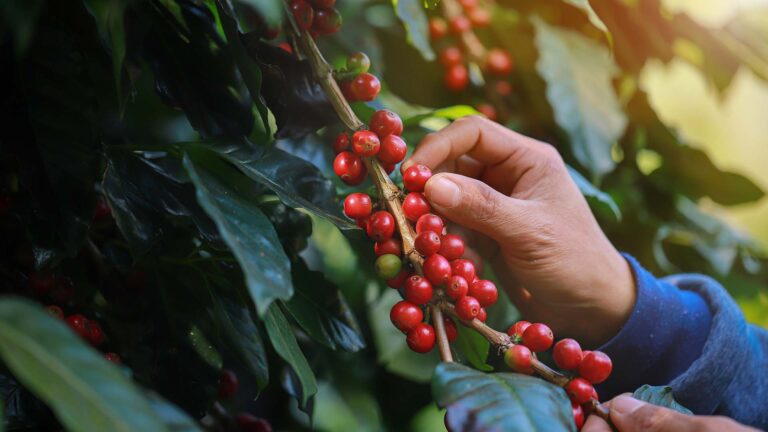 Café “muda a narrativa” e pode cair 35% até dezembro