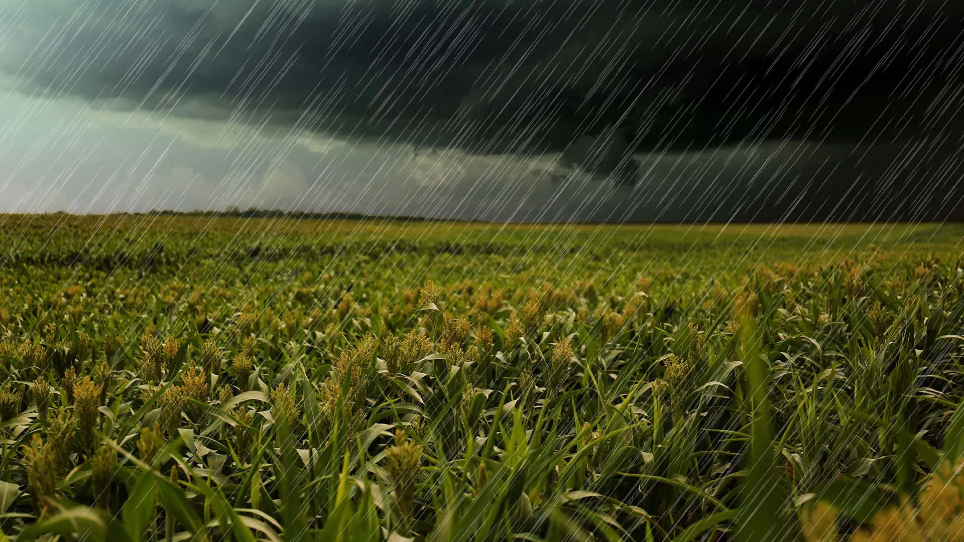 Chuvas intensas atrasam colheitas no Sul e no Mato Grosso do Sul
