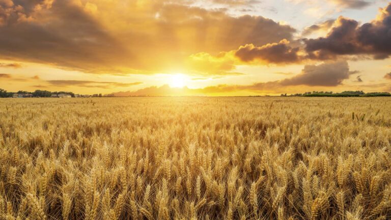 Clima melhora para agricultura a partir da próxima semana