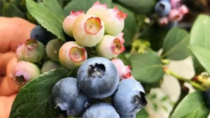 Do crédito Às berries: A aposta de um ex-TerraMagna nas frutas