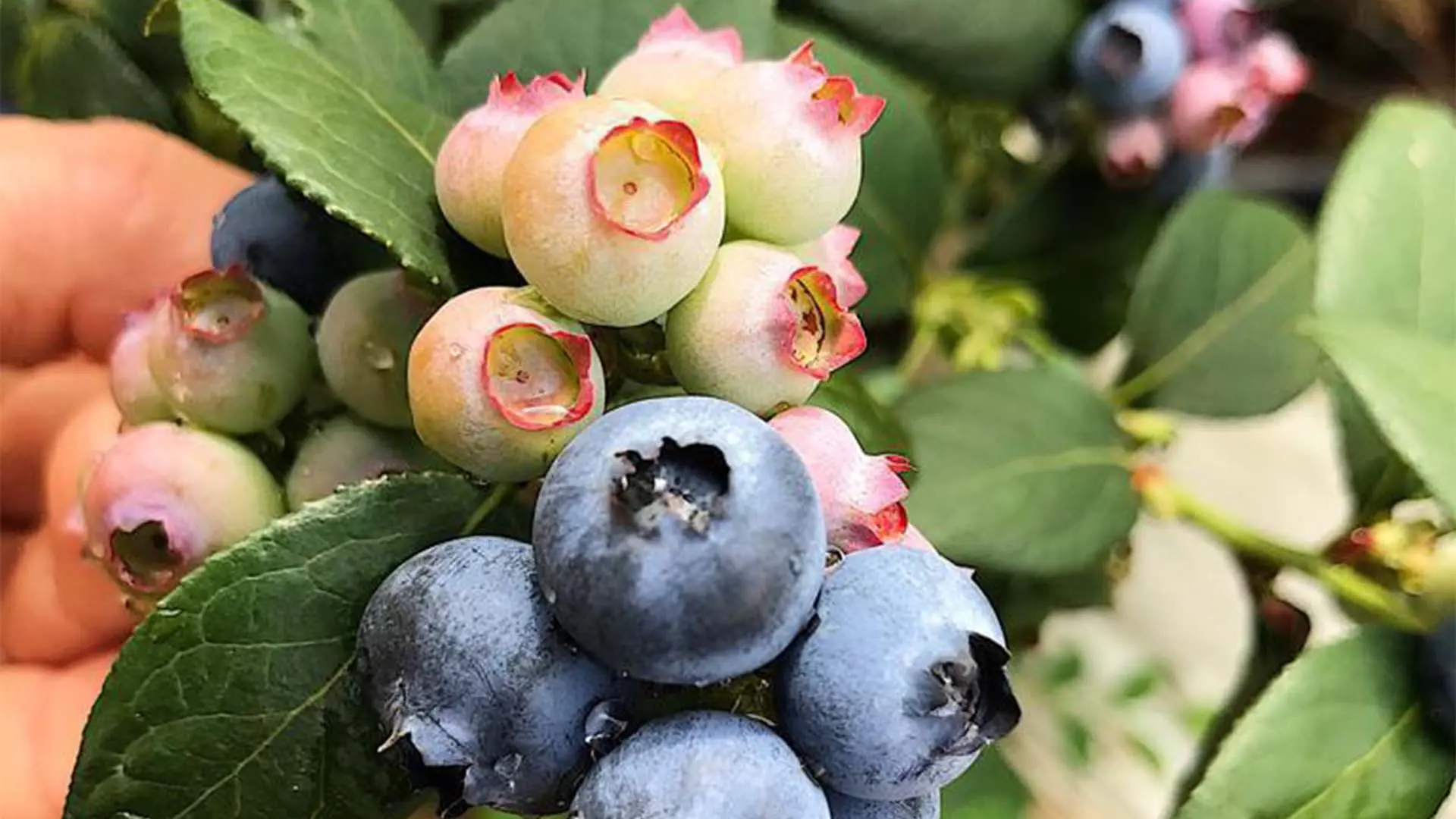 Do crédito Às berries: A aposta de um ex-TerraMagna nas frutas