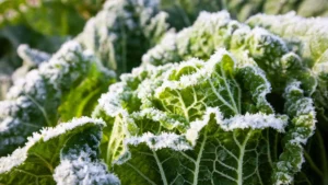 Frio intensifica e risco de geada aumenta nos próximos dias