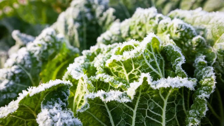 Frio intensifica e risco de geada aumenta nos próximos dias