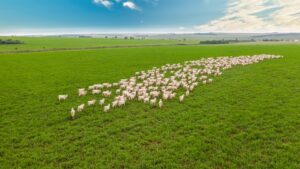 O tamanho da conta para converter o pasto degradado no Brasil