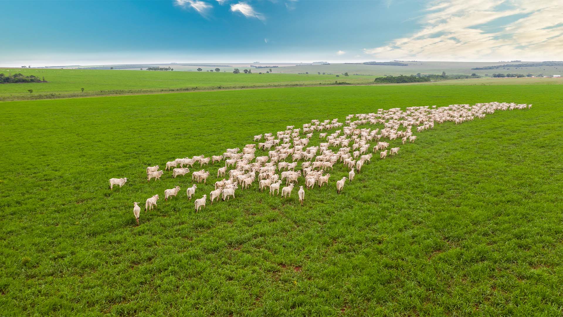 O tamanho da conta para converter o pasto degradado no Brasil