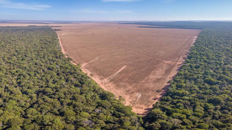 USDA vê explosão do desmatamento com fim da moratória da soja