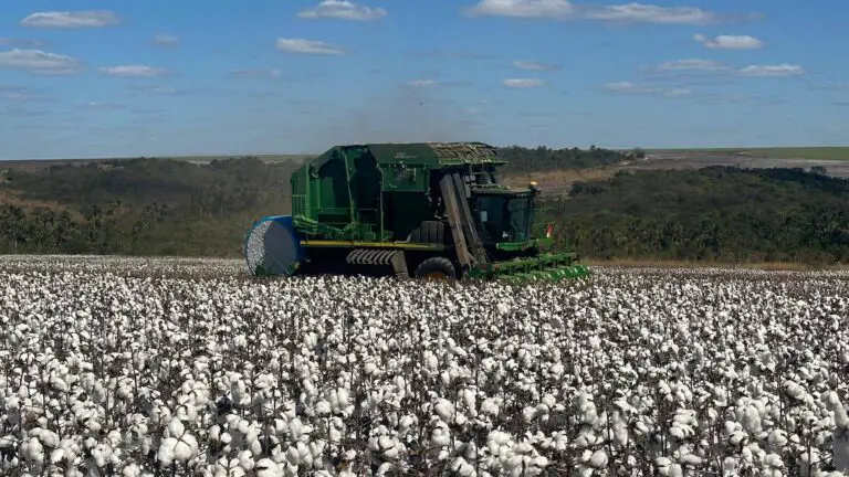 As ambições de Goiás para ganhar espaço no cultivo de algodão