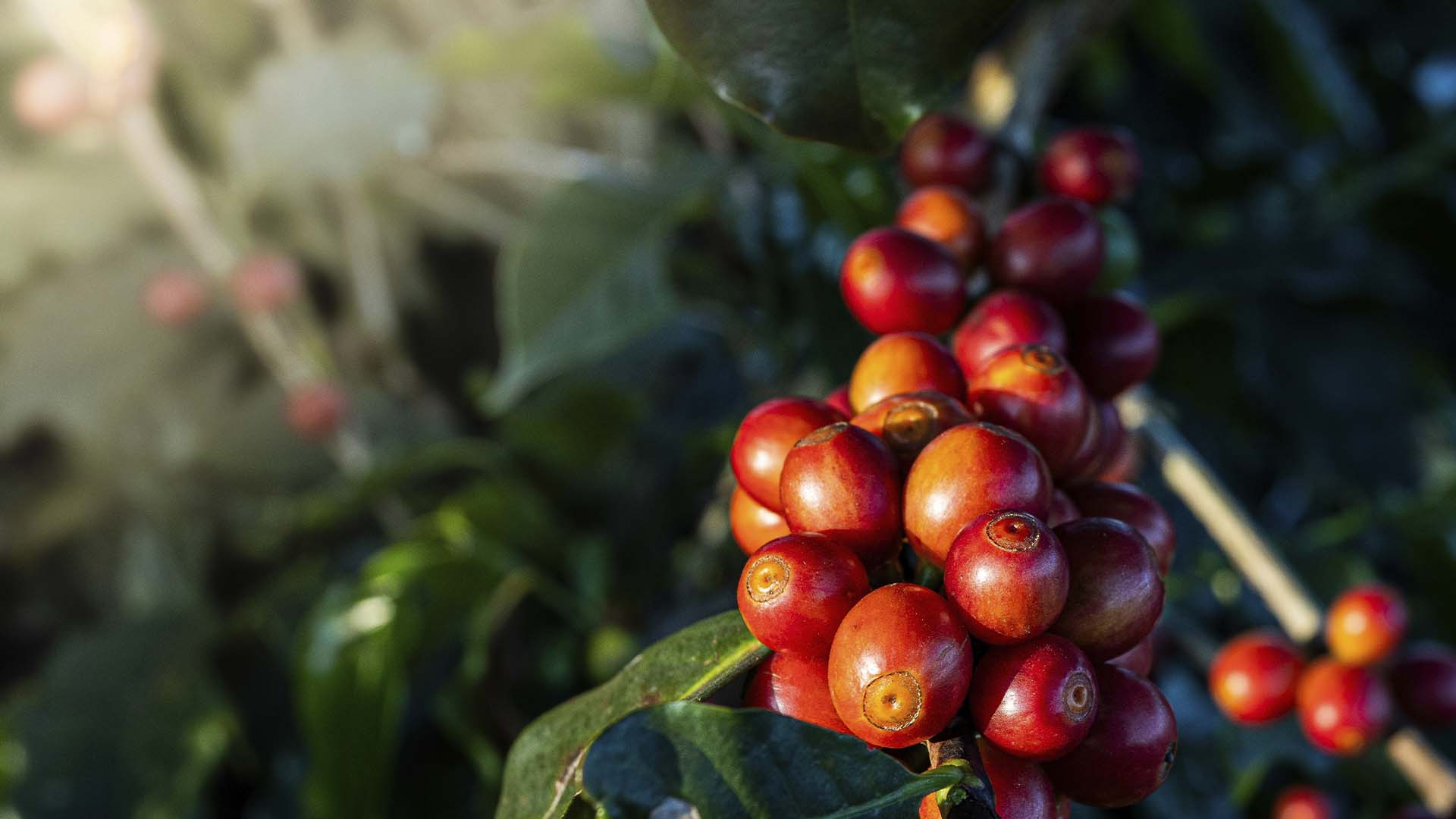 Café em lavoura em Minas Gerais