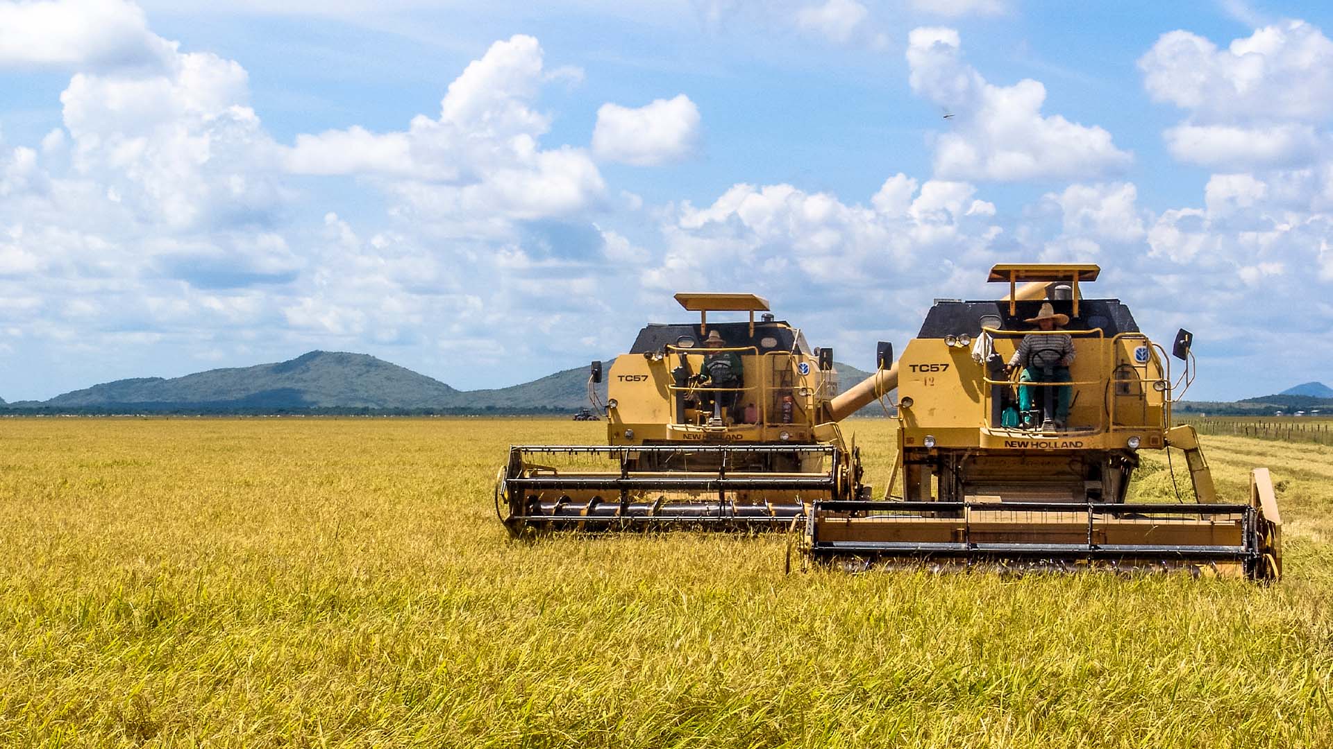 Colheita de arroz em Roraima
