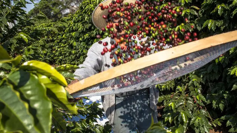 Não é possível desatar nós entre EUA e Brasil no café, diz cooperativa