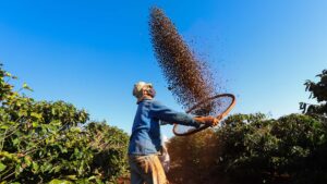 Temperaturas sobem na próxima semana e devem, junto com o tempo seco, acelerar a colheita de café
