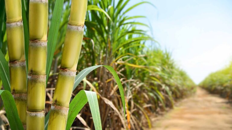 Como a Tereos reduziu a aplicação de fertilizantes em 30%