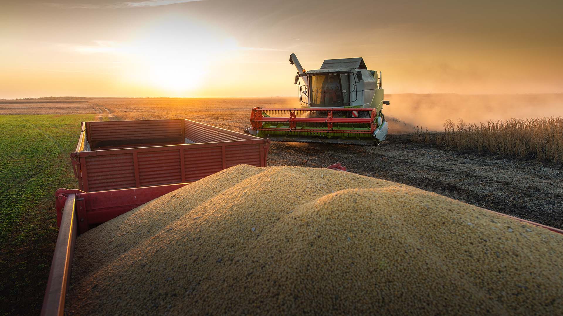 Soja colheita; Gnova grains