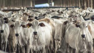 México deve habilitar mais frigoríficos