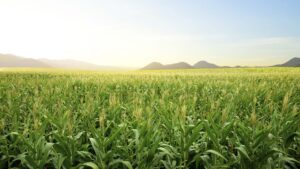 No Brasil, biocombustíveis e alimentos andam juntos