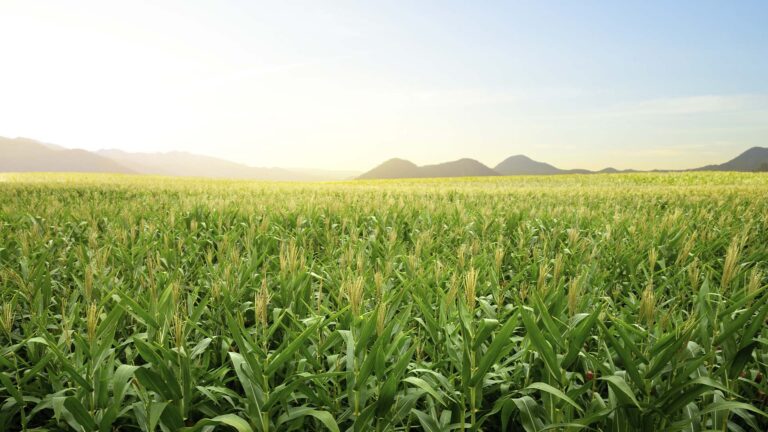 No Brasil, biocombustíveis e alimentos andam juntos