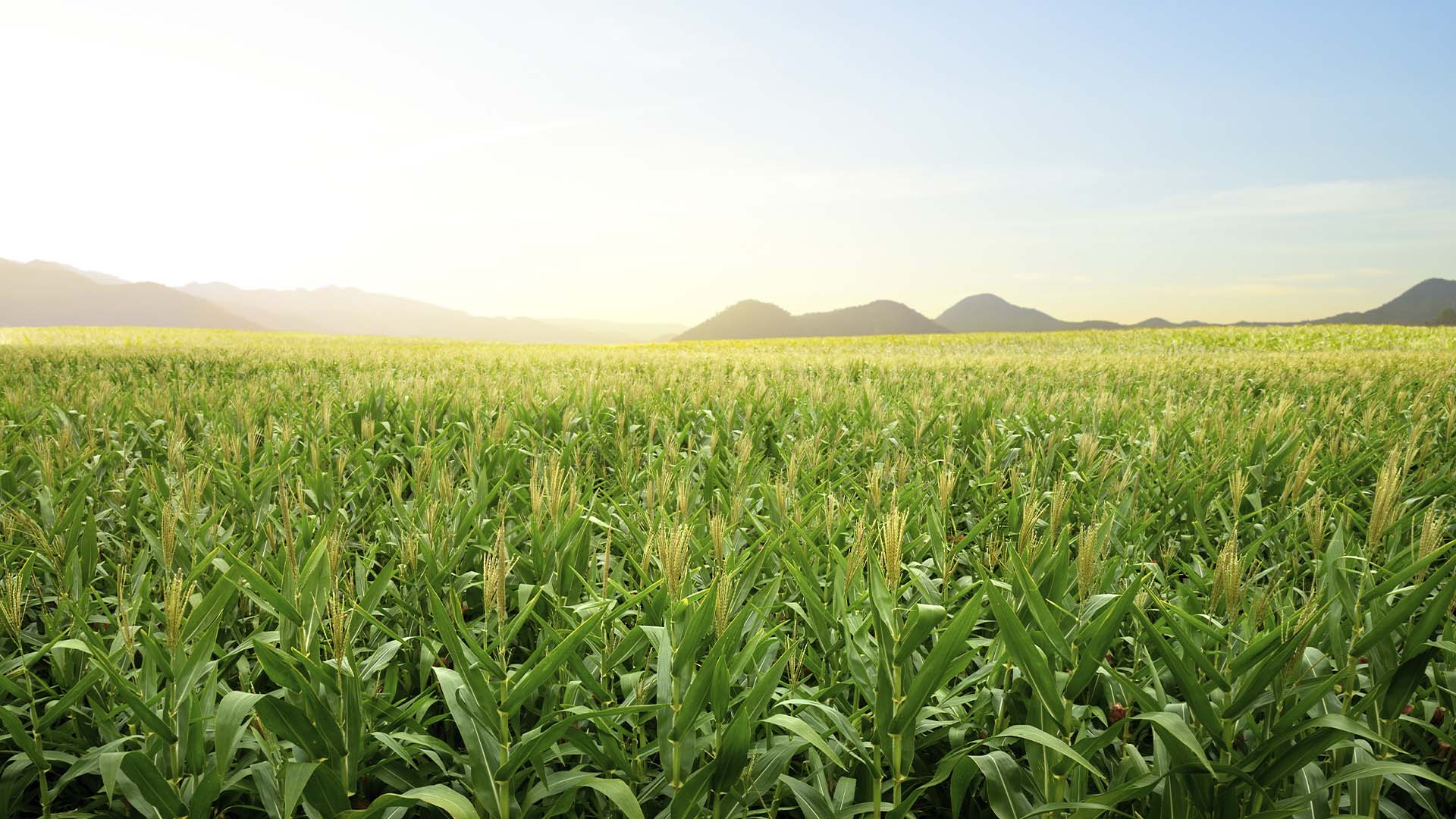 No Brasil, biocombustíveis e alimentos andam juntos