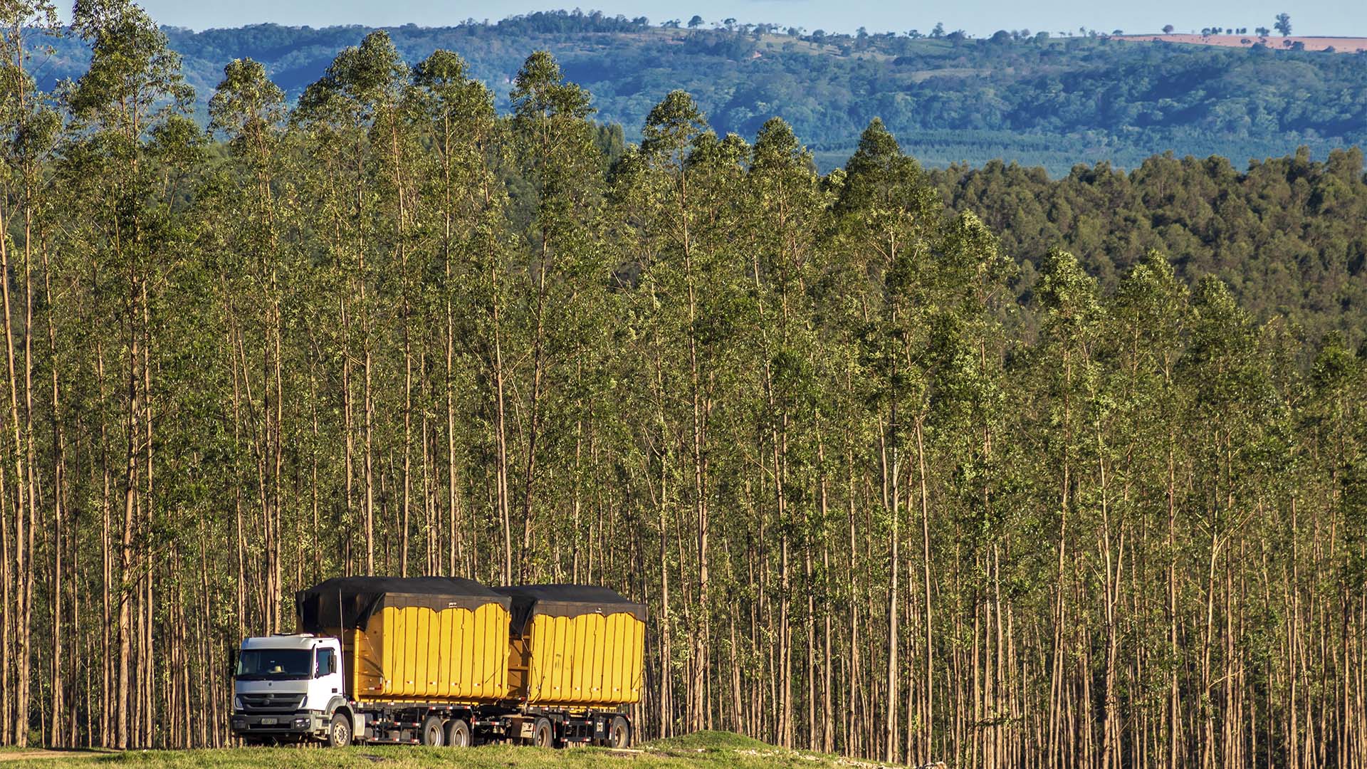 Floresta de eucalipto no Brasil