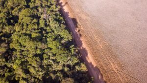 Suspensão da moratória da soja prejudica a imagem do Brasil, diz Abag