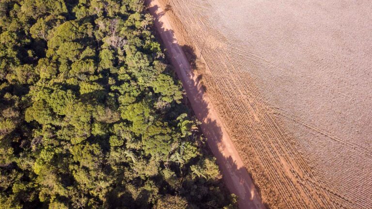 Suspensão da moratória da soja prejudica a imagem do Brasil, diz Abag
