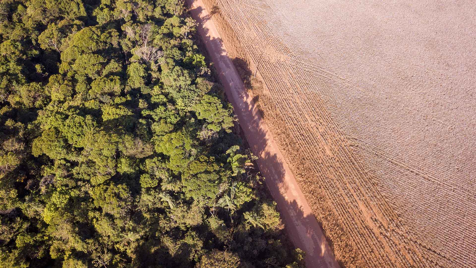 Suspensão da moratória da soja prejudica a imagem do Brasil, diz Abag