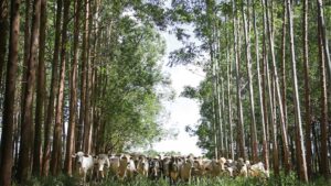 ILPF, sistema integra adaptação e mitigação às mudanças climáticas